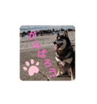 柴犬   ―シキブ―（個別スタンプ：8）