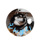 柴犬   ―シキブ―（個別スタンプ：9）