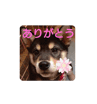 柴犬   ―シキブ―（個別スタンプ：10）