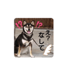 柴犬   ―シキブ―（個別スタンプ：11）