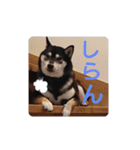 柴犬   ―シキブ―（個別スタンプ：12）