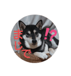 柴犬   ―シキブ―（個別スタンプ：13）