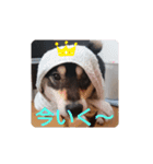 柴犬   ―シキブ―（個別スタンプ：14）
