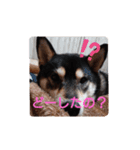 柴犬   ―シキブ―（個別スタンプ：15）