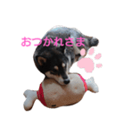 柴犬   ―シキブ―（個別スタンプ：16）