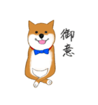 あざとかわいい柴犬のこたろうの日常（個別スタンプ：2）