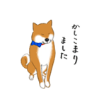 あざとかわいい柴犬のこたろうの日常（個別スタンプ：4）