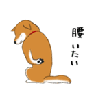 あざとかわいい柴犬のこたろうの日常（個別スタンプ：24）