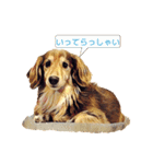ウチのワンちゃん name:チョコ（個別スタンプ：2）