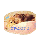 ウチのワンちゃん name:チョコ（個別スタンプ：6）