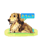 ウチのワンちゃん name:チョコ（個別スタンプ：9）