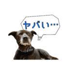 かんぱちとゆき（個別スタンプ：3）