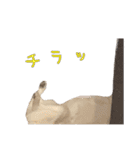 かんぱちとゆき（個別スタンプ：19）