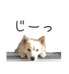 かんぱちとゆき（個別スタンプ：20）