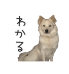 かんぱちとゆき（個別スタンプ：30）