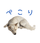 かんぱちとゆき（個別スタンプ：34）