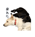 かんぱちとゆき（個別スタンプ：36）