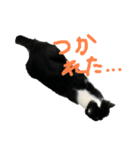 くろとしまのスタンプ（個別スタンプ：2）