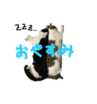 くろとしまのスタンプ（個別スタンプ：6）