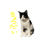 くろとしまのスタンプ（個別スタンプ：7）