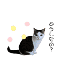 猫 マンチカン Ⅴ（個別スタンプ：1）