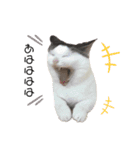 猫 マンチカン Ⅴ（個別スタンプ：3）