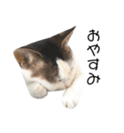 猫 マンチカン Ⅴ（個別スタンプ：4）