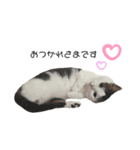 猫 マンチカン Ⅴ（個別スタンプ：5）