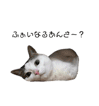 猫 マンチカン Ⅴ（個別スタンプ：6）