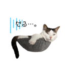 猫 マンチカン Ⅴ（個別スタンプ：8）