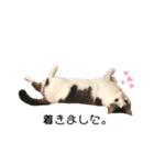 猫 マンチカン Ⅴ（個別スタンプ：9）