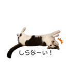 猫 マンチカン Ⅴ（個別スタンプ：10）