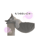 猫 マンチカン Ⅴ（個別スタンプ：12）