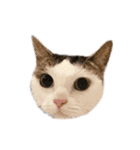 猫 マンチカン Ⅴ（個別スタンプ：13）