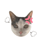 猫 マンチカン Ⅴ（個別スタンプ：14）