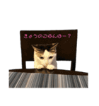 猫 マンチカン Ⅴ（個別スタンプ：15）