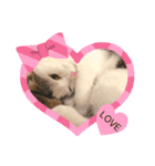 猫 マンチカン Ⅴ（個別スタンプ：17）