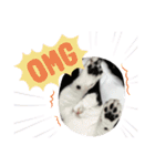 猫 マンチカン Ⅴ（個別スタンプ：19）