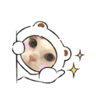 猫 マンチカン Ⅴ（個別スタンプ：20）