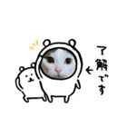 猫 マンチカン Ⅴ（個別スタンプ：22）