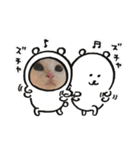 猫 マンチカン Ⅴ（個別スタンプ：24）