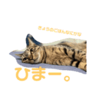 アオとモモ2（個別スタンプ：3）
