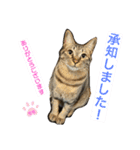 アオとモモ2（個別スタンプ：8）
