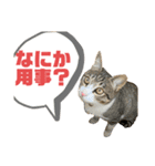 おこめちゃんパート2（個別スタンプ：4）