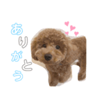 coten（トイプードル）（個別スタンプ：1）
