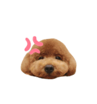 coten（トイプードル）（個別スタンプ：3）