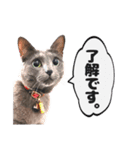 ロシアンの日常2（個別スタンプ：4）