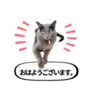 ロシアンの日常2（個別スタンプ：8）