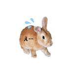 いい子なナッツ2（個別スタンプ：1）