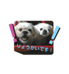 れん＆きく ワンワン2（個別スタンプ：8）